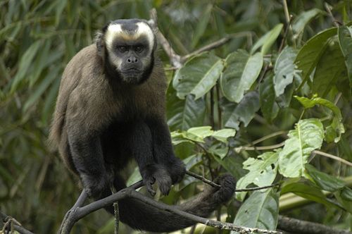 Large-headed capuchin